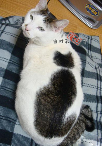 ��è�ϱ�ֻ��è