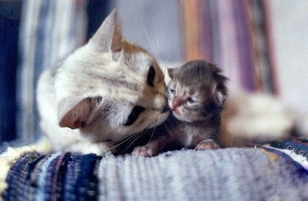 �������ڣ�����˹�