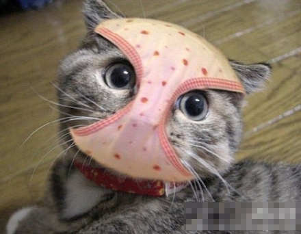 ϳĶ
