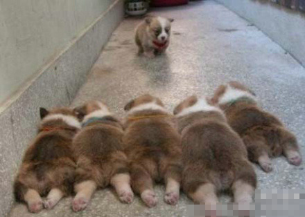 ϳĶ