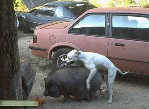 ϳĶ
