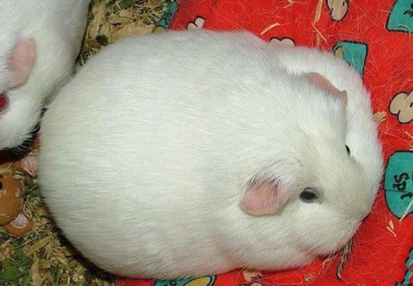 㲻ʣ