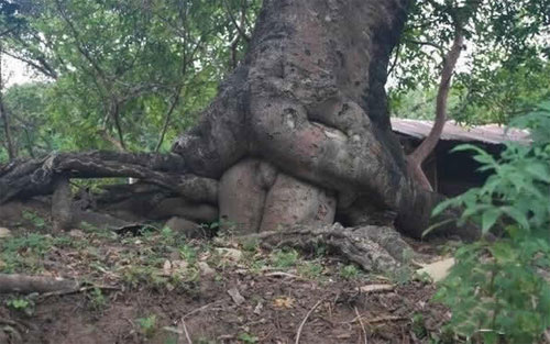 ��Щ���߰�ʾ�Ե�ֲ��