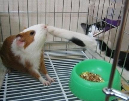 ��Ц��������ͼ