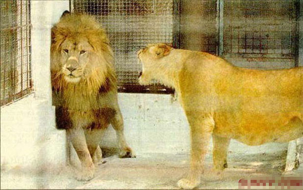 ��ֻ������������